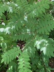 Sorbus aucuparia