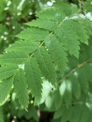 Sorbus aucuparia