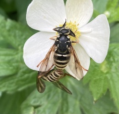 Temnostoma excentrica