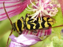 Plagionotus andreui