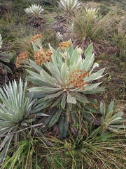 Espeletia corymbosa