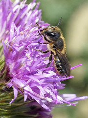 Osmia niveata