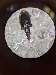 Salpingus viridiaeneus