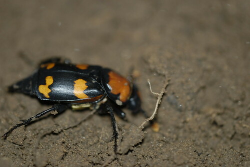 American Burying Beetle photo 2