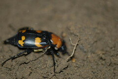 Nicrophorus americanus