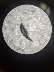 Salpingus viridiaeneus