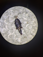 Salpingus viridiaeneus