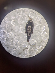 Salpingus viridiaeneus