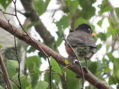 Turdus migratorius image