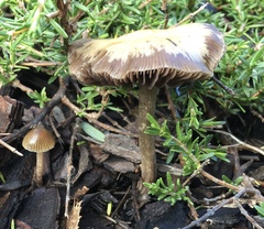 Psilocybe tasmaniana