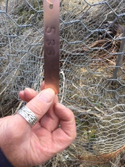 Eucalyptus viminalis pryoriana