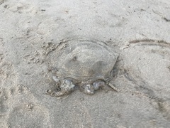 Rhizostoma octopus