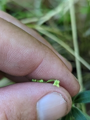 Galium californicum californicum