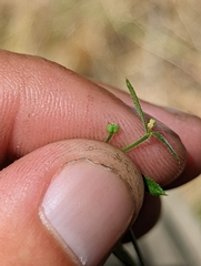 Galium californicum californicum
