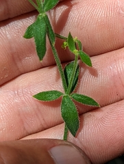 Galium californicum californicum