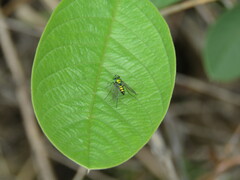 Condylostylus occidentalis
