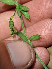 Galium californicum californicum