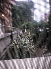 Catocala lacrymosa