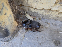 Oryctes nasicornis grypus