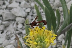 Physocephala marginata