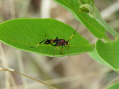 Trogomorpha arrogans