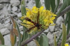 Physocephala marginata