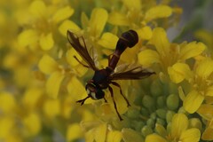 Physocephala marginata