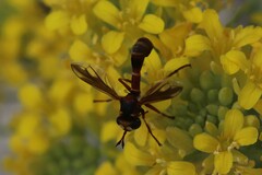 Physocephala marginata