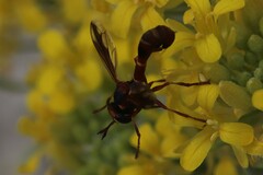 Physocephala marginata