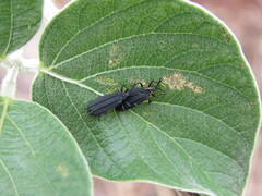 Xenochalepus maculicollis