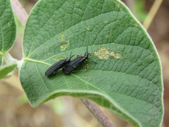 Xenochalepus maculicollis