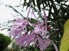 Encyclia adenocaula
