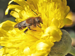 Osmia latreillei