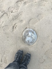 Rhizostoma octopus