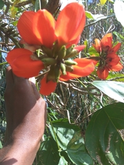 Erythrina poeppigiana