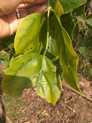 Erythrina poeppigiana