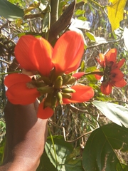 Erythrina poeppigiana