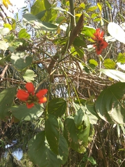 Erythrina poeppigiana