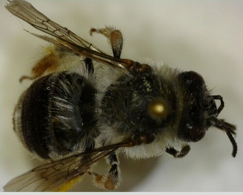 iNaturalist observation photo of Eucera