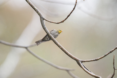 Indicator xanthonotus