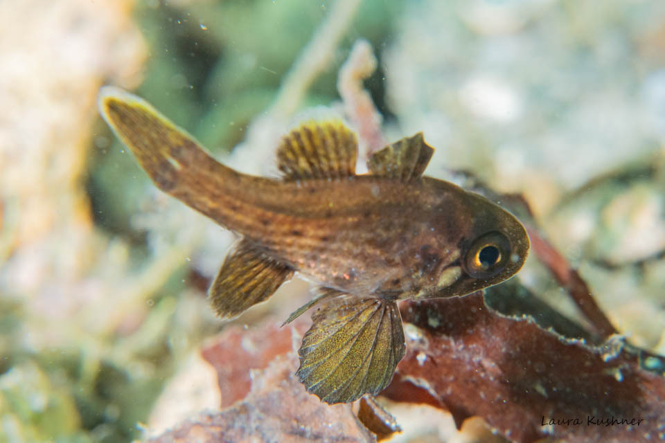Blackfin Cardinalfish (Astrapogon puncticulatus) — Apogonidae