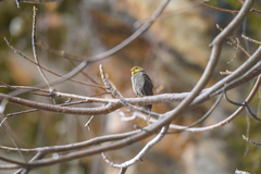 Indicator xanthonotus