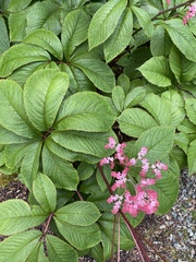 Rodgersia