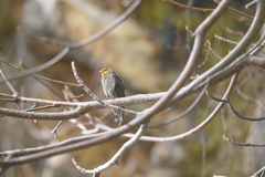 Indicator xanthonotus