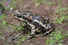 Rhinella icterica