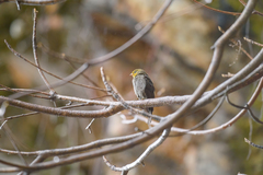 Indicator xanthonotus