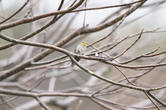 Indicator xanthonotus