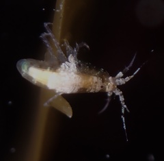 Ischyroceridae