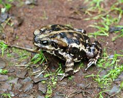 Rhinella icterica