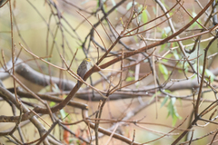 Indicator xanthonotus